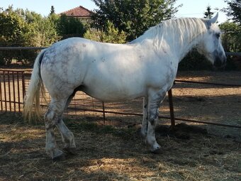 Percheron na predaj - 2
