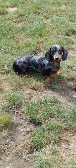 Jezevčík hladkosrsty trpasličí - 2