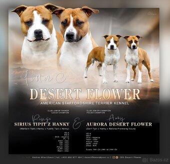 Americký stafordširský teriér s PP - 2