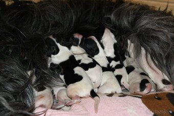 Štěňata Holandský ovčácký pudl s PP - 2