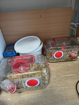 Křeček džungarský - 2