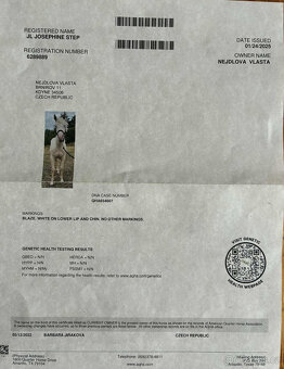 Prodám QH klisnu - 2