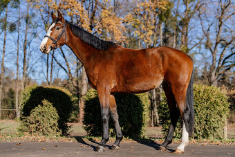 Na prodej 5 letá hanoverská klisna - 2