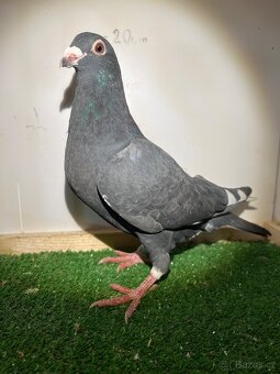Poštovní holub - výletky 2025 - 2