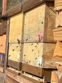 Vyzimovaná včelstva i s úly - 2