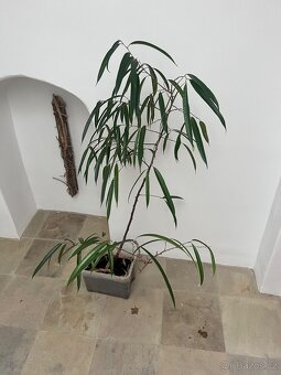 Prodám ficus binnendijkii - 2