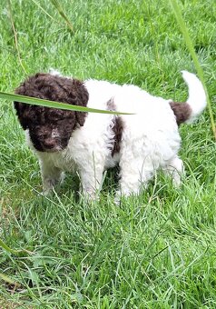 Lagotto romagnolo - pejsci - 2