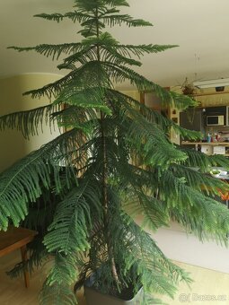 Araukárie (pokojová borovice) výška 250 cm - 2