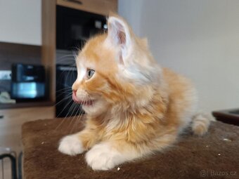 Mainská mývalí x ragdoll - 2
