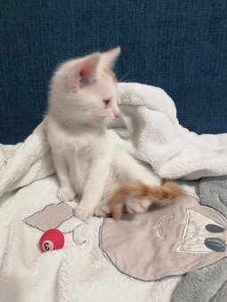 Daruji kocourka 🐱 - 2