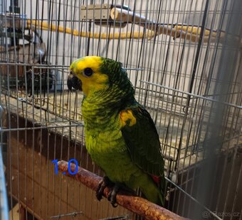 Amazoňan modročelý ♂️♀️ - 2