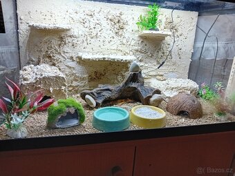 Gekončík noční - 2