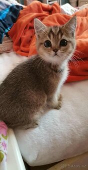 britska koťatka gold ,kočička - 2