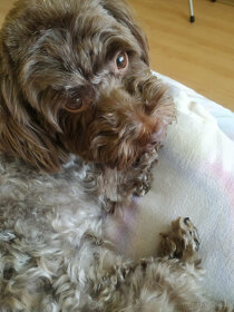 Ruská barevná bolonka s PP - 2