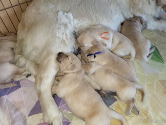 Zlatý retrívr štěňátka - 2