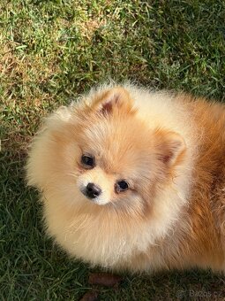 Pomeranian s PP - 2