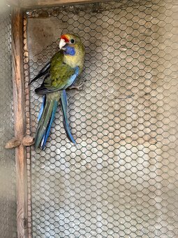 Rozela slámožlutá - samec 2025 - 2