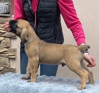 Boerboel štěňata na prodej (FCI) - 2
