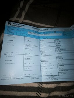Hřebec čmb 7 let s pp - 2