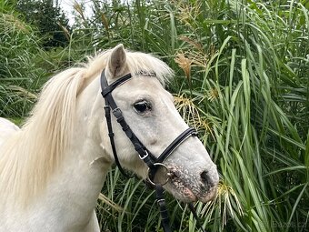 Pony pro nejmenší děti - 2