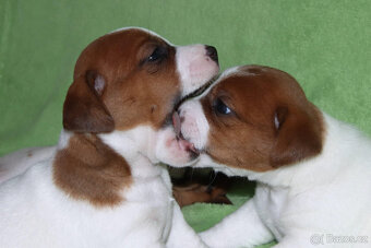 štěňata Jack Russell teriéra s PP - 2