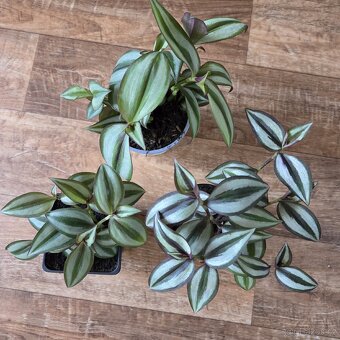 Tradescantia Zebrina Bosse, menší trsy - 2