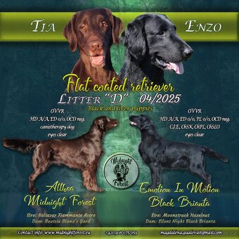 Flat coated retriever - šteniatko s PP - 2