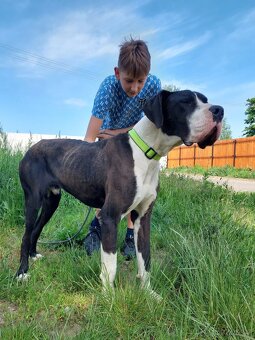 DENNY K ADOPCI - německá doga, přátelský mazel, miluje děti - 2