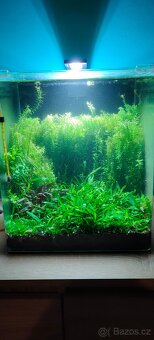 Low tech 30 l akvárium i pro začátečníky - 2