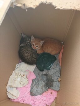 Nabízím zdarma koťata - odběr ihned - 2