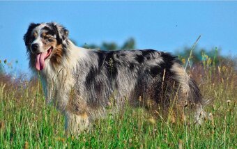 Krytí chovným psem Australský ovčák - 2