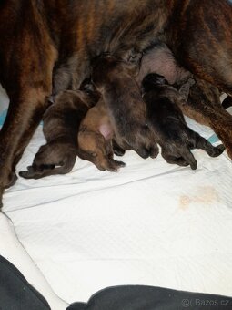 Německý boxer Žíhaný - 2