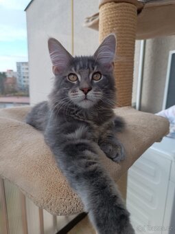 Mainská mývalí - koťata s PP - 2