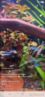 Endlerky blue japan - 2