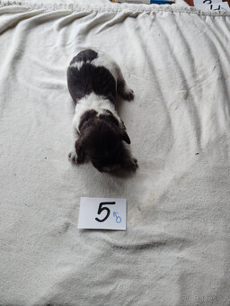 Německý křepelák štěňata 2026 - 2