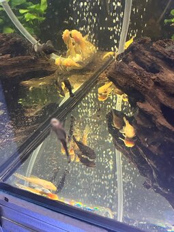 Prodej akvarijních rybiček - 2