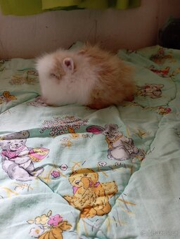 Zakrslý teddy králík - 2