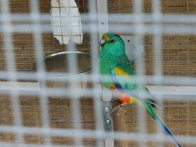 papoušek mnohobarvý - 2