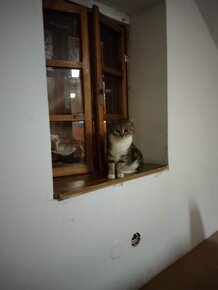 Kočička z Českých Budějovic - 2