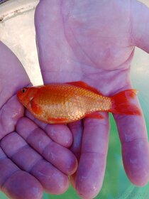 Koi karas - 2