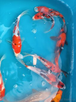 Koi kapr originál - 2