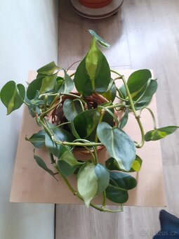Philodendron Brazil - 2