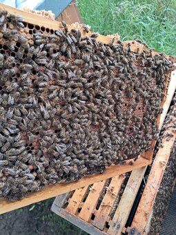 Vceli i z úlama. Po domluvě dovezu. - 2