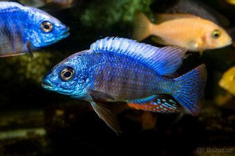 Protomelas steveni Taiwan Reef - 2