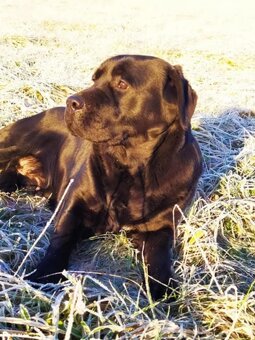 Labrador retriever - 2