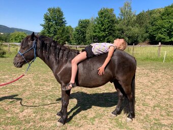 Pony valach 4r - miláček dětí - 2