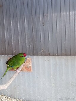 Kakariki - 2