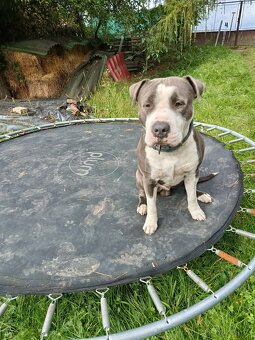 Americký stafordšírský terier - 2