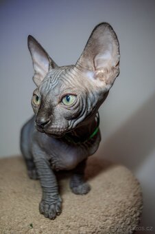 Kanadský Sphynx - 2