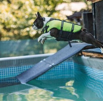 Bostonský teriér s PP - 2